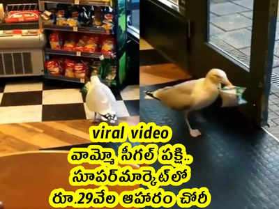 viral video: వామ్మో సీగల్ పక్షి.. సూపర్‌మార్కెట్‌లో రూ.29వేల ఆహారం చోరీ