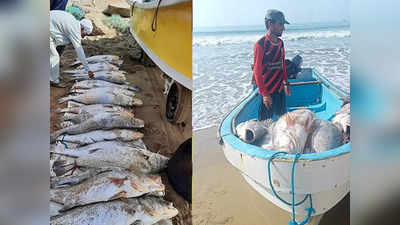 पाकिस्तानी मछुआरे की खुली किस्मत, समंदर में फेंका जाल तो फंसी 18 क्रोकर मछलियां, रातों रात बना लखपति