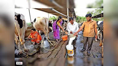 भारत के डेयरी क्षेत्र को ऐसे मिलेगी दुनिया में पहचान, क्या हो रहा है जानें