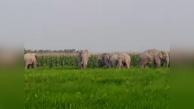किशनगंज: नेपाल के जंगली हाथियों का दिघलबैंक प्रखंड में उत्पात, कई बीघा मकई की फसल चौपट