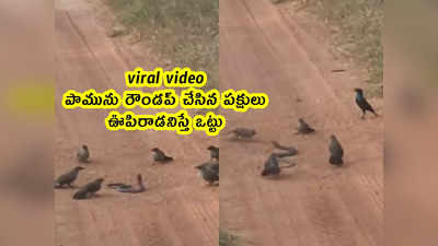 viral video: పామును రౌండప్ చేసిన పక్షులు.. ఊపిరాడనిస్తే ఒట్టు