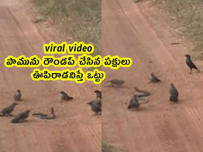 viral video: పామును రౌండప్ చేసిన పక్షులు.. ఊపిరాడనిస్తే ఒట్టు