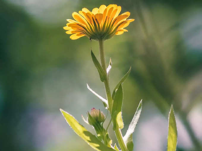 Yellow Color Flower