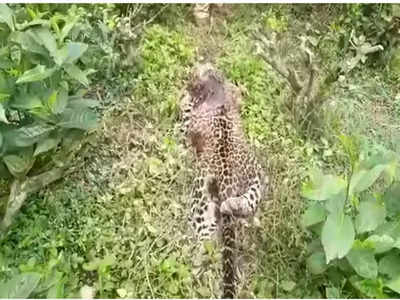 Jalpaiguri News: ফের চা বাগান থেকে উদ্ধার চিতা বাঘের দেহ, কী ভাবে মৃত্যু খতিয়ে দেখছে বন দফতর