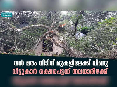 വൻ മരം വീടിന് മുകളിലേക്ക് വീണു; വീട്ടുകാർ രക്ഷപെട്ടത് തലനാരിഴക്ക്