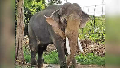 विदर्भातील सहा हत्ती गुजरातला रवाना; कर्नाटकातून आणणार प्रशिक्षित गजराज