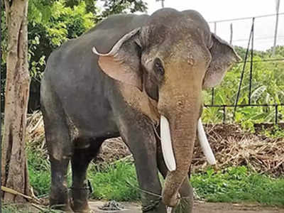 विदर्भातील सहा हत्ती गुजरातला रवाना; कर्नाटकातून आणणार प्रशिक्षित गजराज