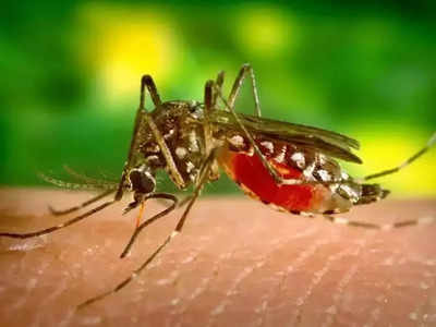 বর্ষা শুরুর আগেই উদ্বেগ বাড়াচ্ছে Dengue!  শিলিগুড়িতে মৃত্যুও