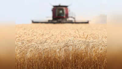 Wheat Production In Ukraine-India: यूपी-राजस्थान जितना बड़ा यूक्रेन गेहूं निर्यात के मामले में कैसे है हमसे आगे, एक-दो नहीं बल्कि कई हैं वजहें