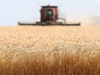 Wheat Production In Ukraine-India: यूपी-राजस्थान जितना बड़ा यूक्रेन गेहूं निर्यात के मामले में कैसे है हमसे आगे, एक-दो नहीं बल्कि कई हैं वजहें