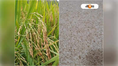 Tulaipanji Rice: স্বাদে-গুণে আজও সেরা তুলাইপাঞ্জি, দাম কত জানেন?