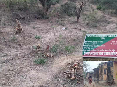 हमीरपुर में सामाजिक वानिकी योजना में 25 हेक्टेयर भूमि में लगाए गए थे हजारों पौधे, माफियाओं ने पेड़ कटवाकर अब कर दिया मैदान