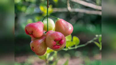 Rose Apple Benefits: লোভনীয় ফলের ভিড়ে অবহেলা করেন অনেকেই, জানেন কি জামরুলে কত গুণ রয়েছে?