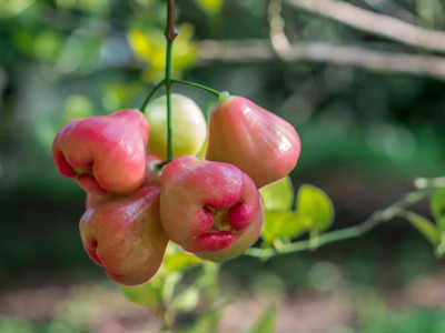 Rose Apple Benefits: লোভনীয় ফলের ভিড়ে অবহেলা করেন অনেকেই, জানেন কি জামরুলে কত গুণ রয়েছে?