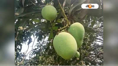 Malda Mango: সুখবর! জিআই ট্যাগ পেল মালদার ৩টি প্রজাতির আম