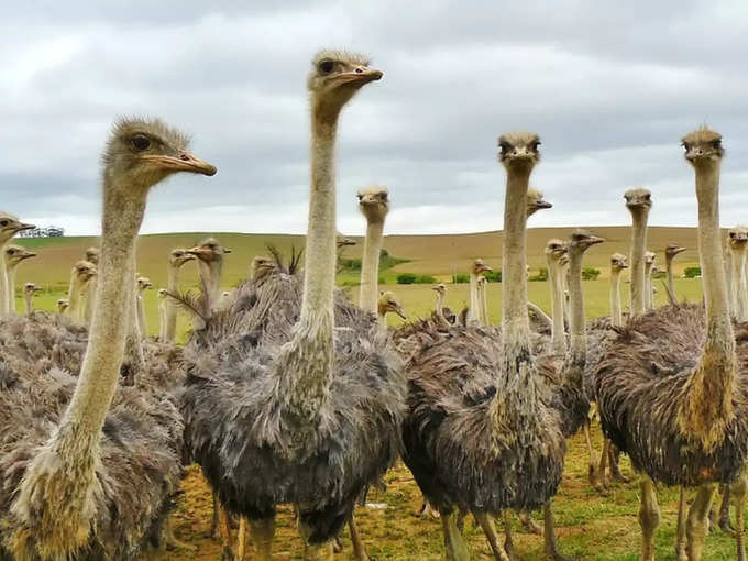 నిప్పుకోళ్లు (Ostriches) అప్పుడప్పుడూ తమ తలను ఇసుకలో దూర్చుతాయి. ఇసుకలోని గులకరాళ్లను మింగేస్తాయి. తద్వారా వాటికి ఆహారం అరుగుతుంది. డైనోసార్లు కూడా రాళ్లను మింగేవి.