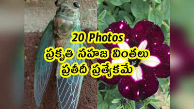 20 Pics: ప్రకృతి సహజ వింతలు.. ప్రతీదీ ప్రత్యేకమే 