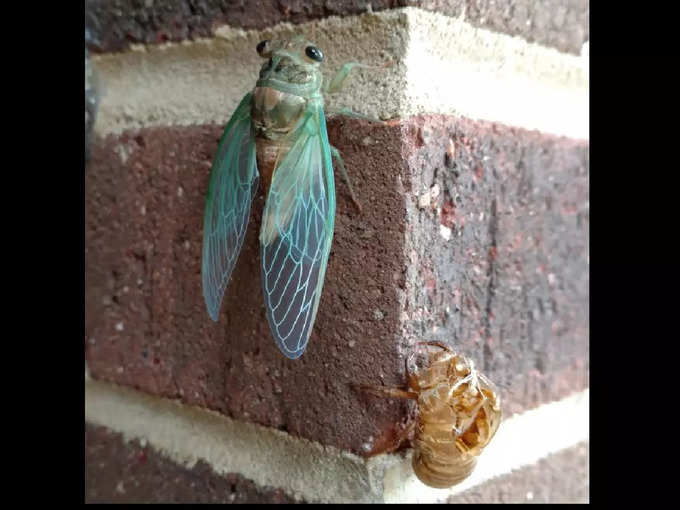 అందమైన నియోన్ సికాడా (neon cicada)