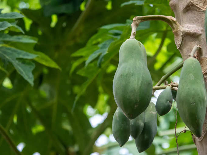 ಪಪ್ಪಾಯಿ ಗಿಡದ ಎಲೆಗಳು