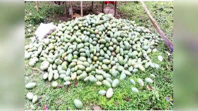 Mango: কালবৈশাখী জেরে Malda-য় আমের ফলনে ব্যাপক ক্ষতি, ফের দামবৃদ্ধির আশঙ্কা