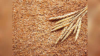 Explainer: Wheat Export रोककर सरकार ने क्यों दिया था किसानों को बड़ा झटका? विस्तार से जानिए क्या हैं इसके नफा-नुकसान