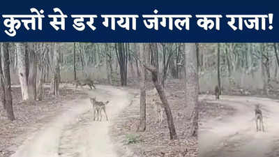 Seoni News : कुत्तों से डर गया जंगल का राजा, देखिए बाघ ने कैसे बदला अपना रास्ता, पेंच टाइगर रिजर्व का VIDEO वायरल
