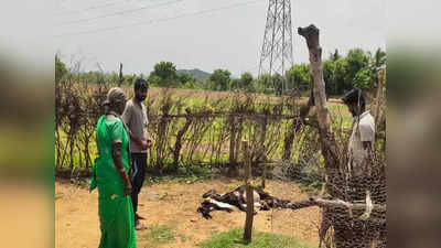 தொடரும் சிறுத்தையின் அட்டகாசம்.. ஆடுகளை கடித்துக் குதறி கொடூரம்.. வனத்துறையை திட்டித் தீர்க்கும் மக்கள்!