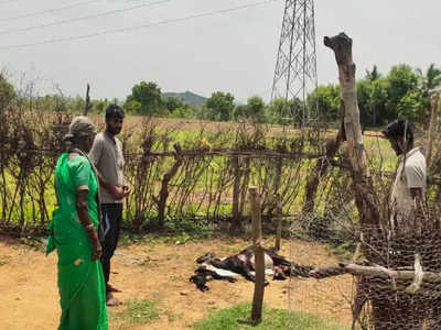 தொடரும் சிறுத்தையின் அட்டகாசம்.. ஆடுகளை கடித்துக் குதறி கொடூரம்.. வனத்துறையை திட்டித் தீர்க்கும் மக்கள்!