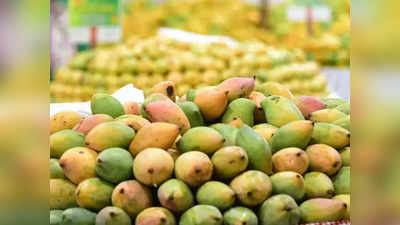 Organic Farming: ক্যান্সারের বিরুদ্ধে পাল্টা লড়াই, প্রাকৃতিক চাষের মাধ্যমে 1500 কেজি আম ফলালেন পার্বতী