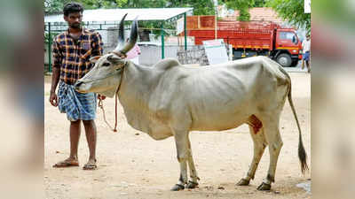 காங்கயம் மாடுகளுக்கு மவுசு ஜாஸ்தி போல.? திருப்பூரில் விற்பனை அமோகம்..