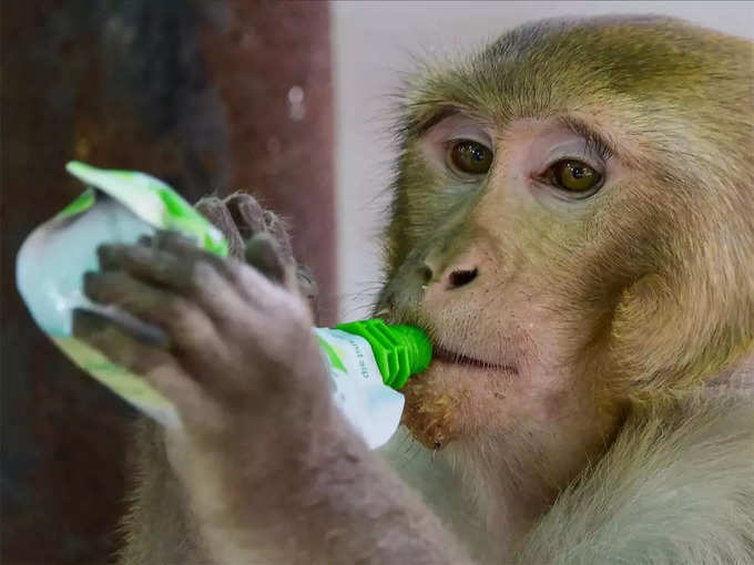 ​जूस पीते दिखे बंदर मामा