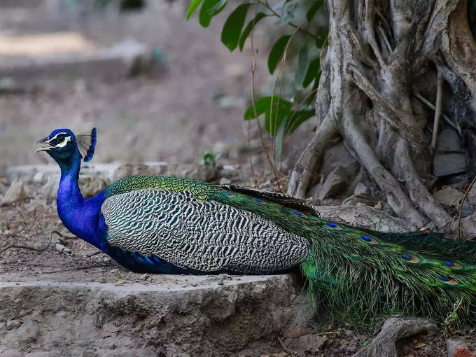 पेड़ की छाया में बैठा मोर