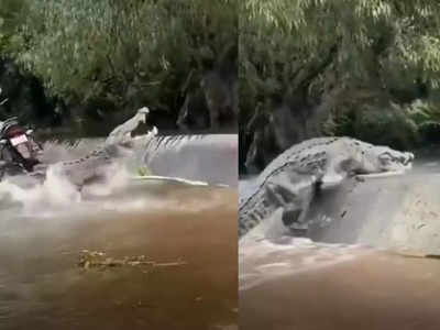 ഇര പിടിക്കാൻ തടാകത്തിന് പുറത്തേക്ക് ചാടി മുതല; പിന്നെ സംഭവിച്ചത്- വീഡിയോ കാണാം