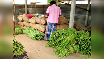 முறுக்கேறிய முருங்கை விலை; ஒரு கிலோ எவ்வளவு தெரியுமா?