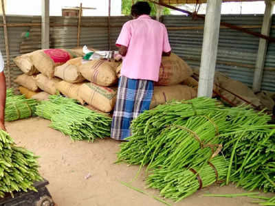 முறுக்கேறிய முருங்கை விலை; ஒரு கிலோ எவ்வளவு தெரியுமா?