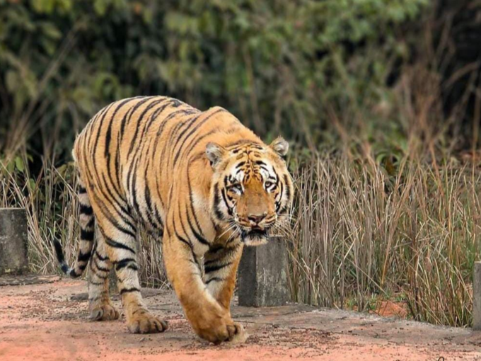 चंद्रपूरमध्ये राज्यातील सर्वात वृद्ध वाघाचा मृत्यू (वाचा सविस्तर)