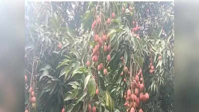 Litchi Fruit: বিশ্বখ্যাত আম-কে জোর টক্কর! এবার বিদেশেও পাড়ি দিচ্ছে মালদার লিচু, দামে কি প্রভাব পড়বে?