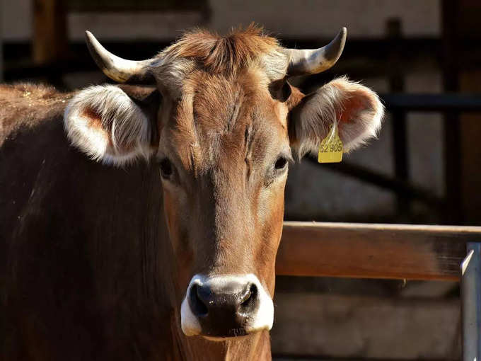 ​ತುಳಸಿಯು ಇದರಿಂದ ಸದಾ ಹಸಿರಾಗಿರುತ್ತದೆ