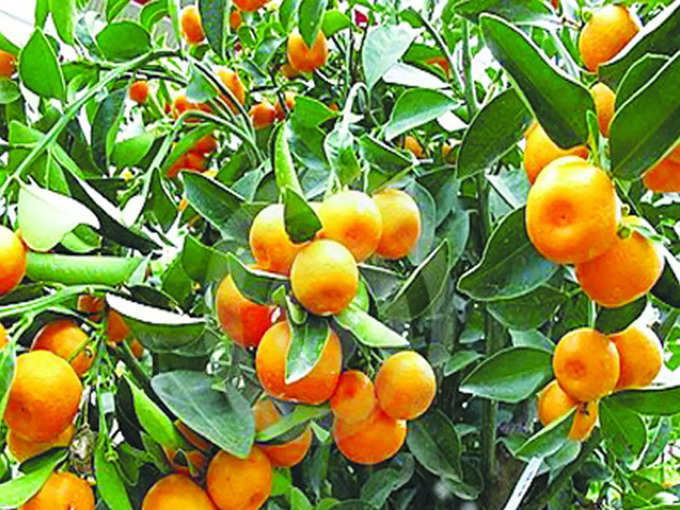 संत्र्याचे झाड