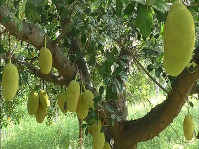 படுஜோராய் விளைந்த பலாப்பழம்... தருமபுரி விவசாயிகள் செம குஷி!