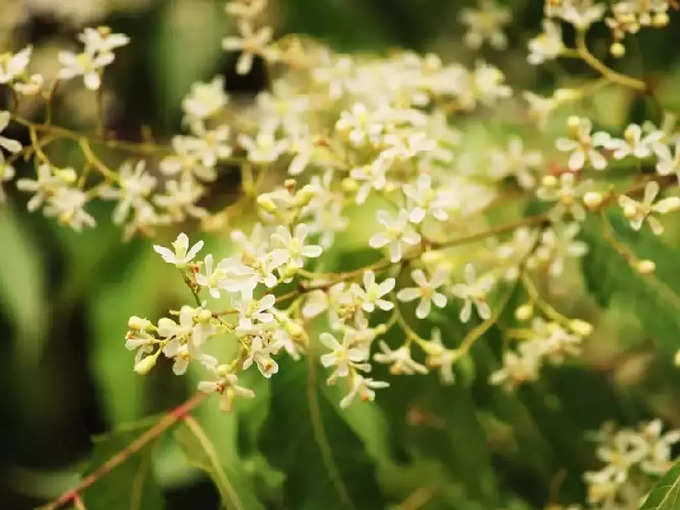 ​ಬೇವಿನ ಹೂವಿನ ಪ್ರಯೋಜನಗಳು