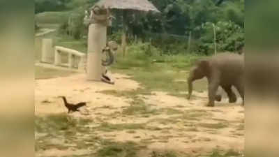 Baby Elephant: ಕೋಳಿಯನ್ನು ಬೆನ್ನಟ್ಟುವ ಮರಿಯಾನೆ: ಈ ಪುಟಾಣಿಯ ಆಟದ ಖುಷಿಯೇ ಸುಂದರ