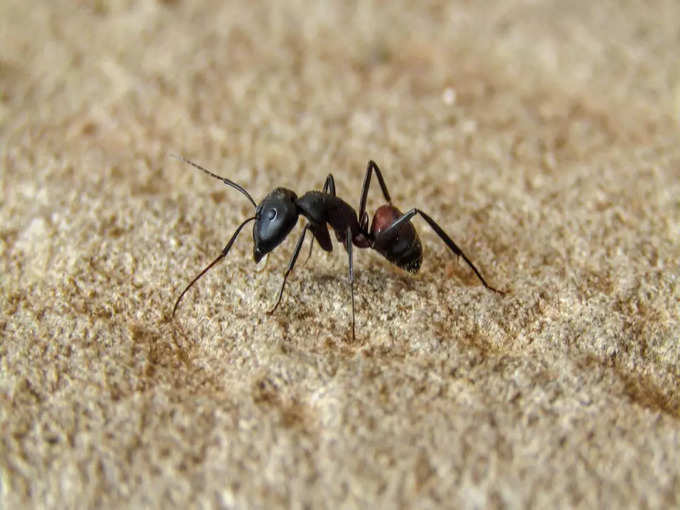 Ants