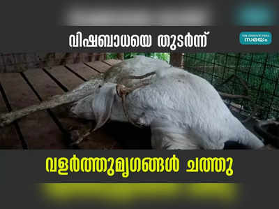 വിഷബാധയേറ്റ് വളർത്തുമൃഗങ്ങൾ ചത്തു