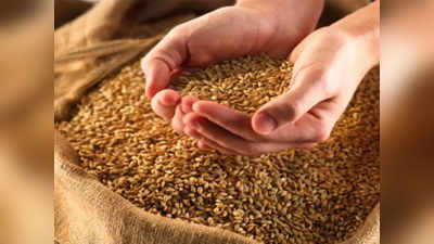 Wheat Export Ban: गेहूं निर्यात को लेकर सरकार ने सख्त किए नियम, धोखाधड़ी करने वाले व्यापारियों पर कसेगा शिकंजा