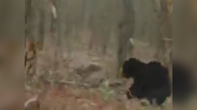 नावाला जंगलाचा राजा, अस्वलाला बघून पळाला, वाघाचा आणि अस्वलाचा Video तुफान व्हायरल