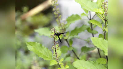 Tulsi Leaves: রোজ সকালে তুলসি পাতা চিবিয়ে খান? অজান্তে কতটা ক্ষতি করছেন জানুন...