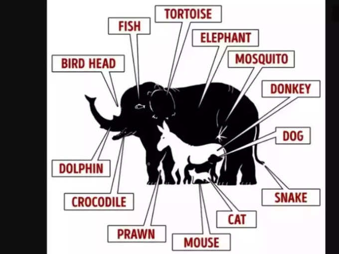 Optical Illusion 16 animals elephants pic