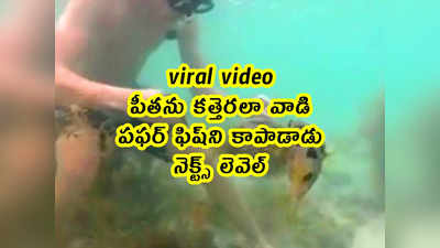 viral video: పీతను కత్తెరలా వాడి పఫర్ ఫిష్‌ని కాపాడాడు.. నెక్ట్స్ లెవెల్ 