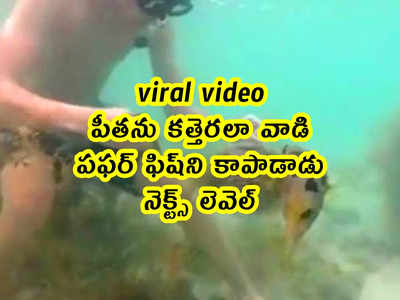 viral video: పీతను కత్తెరలా వాడి పఫర్ ఫిష్‌ని కాపాడాడు.. నెక్ట్స్ లెవెల్